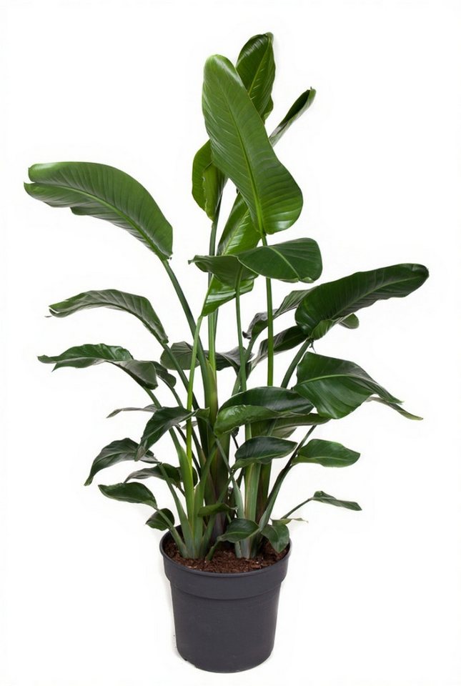 Pflanzen für Dich Zimmerpflanze Strelitzia Nicolai, 1 St., großblättrig, tropisch Pflanzen für Dich Zimmerpflanze Strelitzia Nicolai, 1 St., großblättrig, tropisch von Pflanzen für Dich