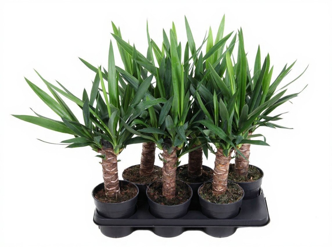 Pflanzen für Dich Zimmerpflanze Yucca, 1 St., schwertförmig, trockenheitsresistent Pflanzen für Dich Zimmerpflanze Yucca, 1 St., schwertförmig, trockenheitsresistent von Pflanzen für Dich