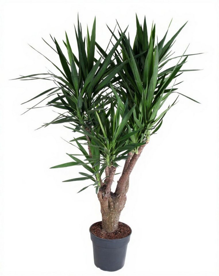 Pflanzen für Dich Zimmerpflanze Yucca, 1 St., sukkulent, pflegeleicht von Pflanzen für Dich