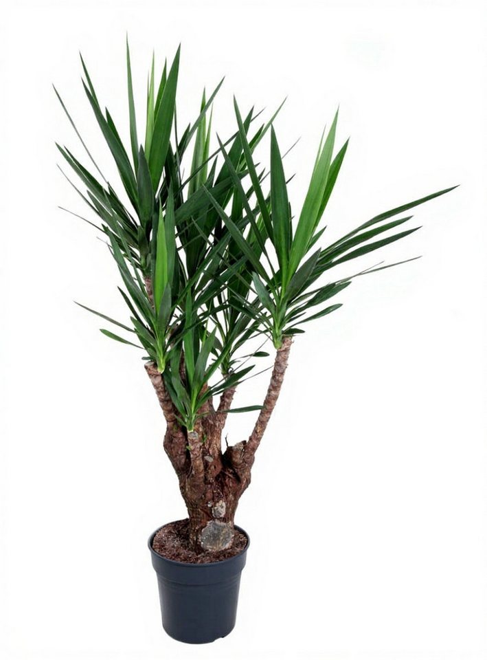Pflanzen für Dich Zimmerpflanze Yucca, 1 St., sukkulent, pflegeleicht Pflanzen für Dich Zimmerpflanze Yucca, 1 St., sukkulent, pflegeleicht von Pflanzen für Dich