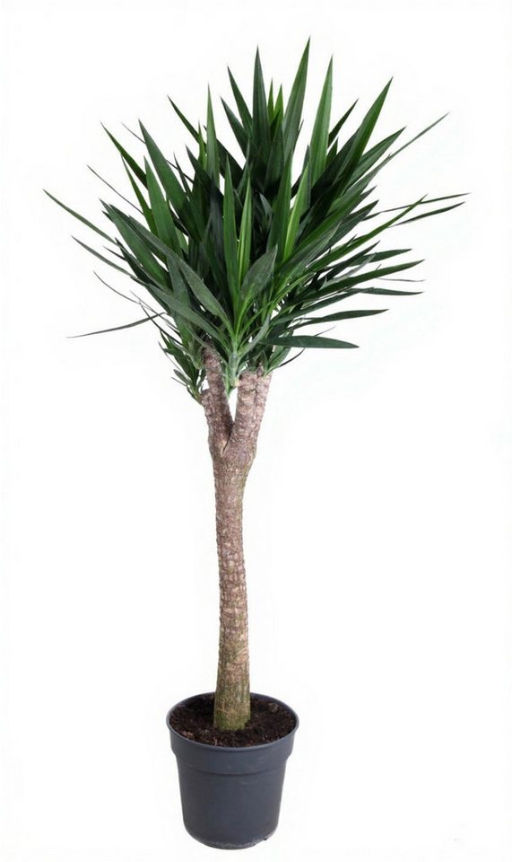 Pflanzen für Dich Zimmerpflanze Yucca Stamm en verzweigt, 1 St., exotisch, pflegeleicht von Pflanzen für Dich