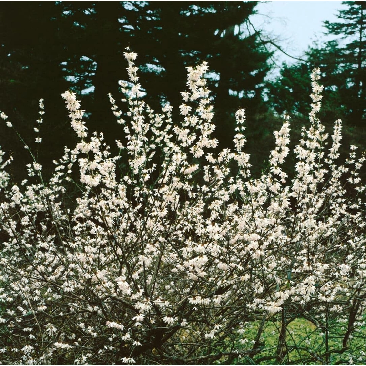 Abeliophyllum Distichum Schneeforsythie Roseum 80-100 cm von Pflanzen für dich