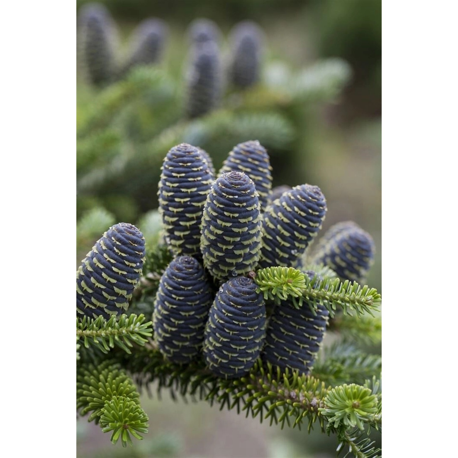 Abies Koreana Blue Emperor Koreatanne Blaugrün 40–60 cm von Pflanzen für dich