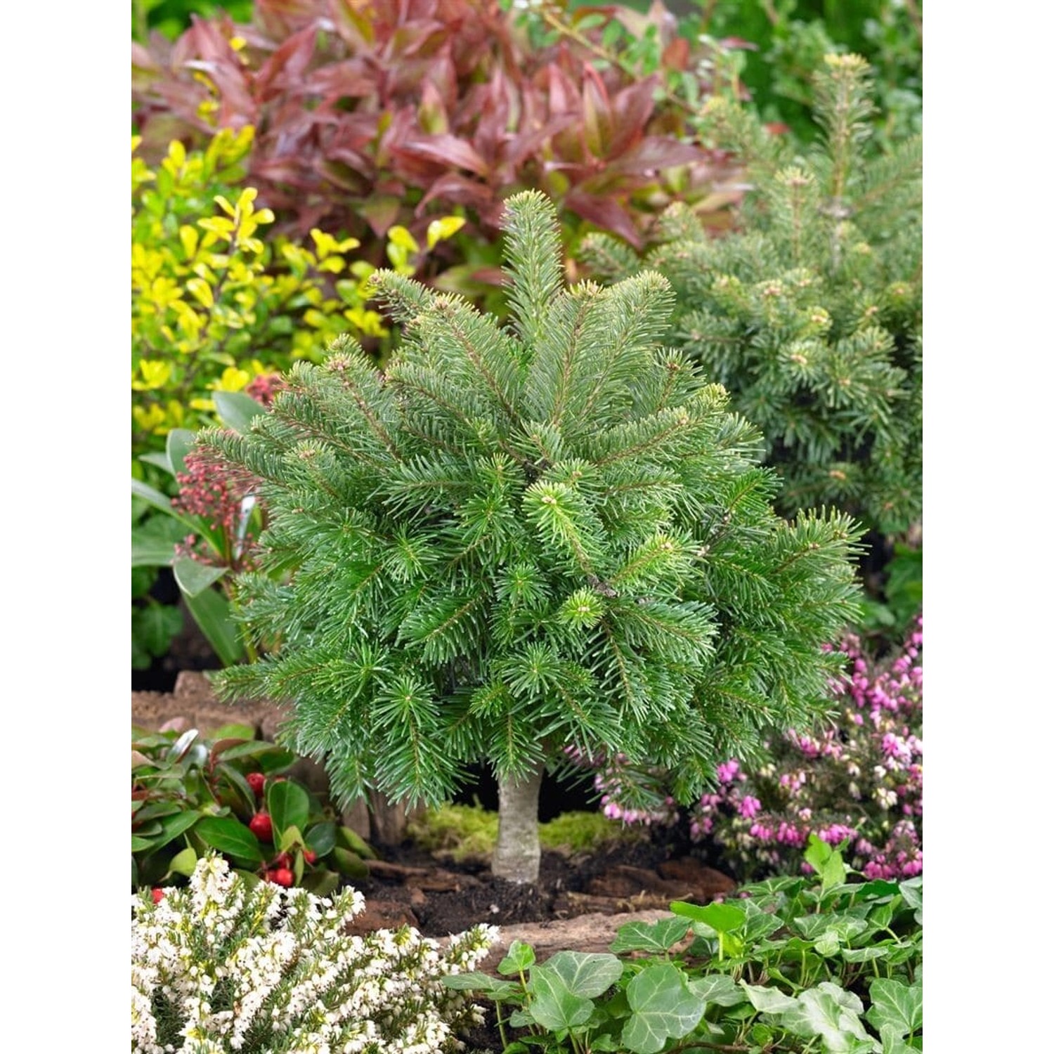Abies Lasiocarpa Green Globe Kompakt 60–70 cm Abies Lasiocarpa Green Globe Kompakt 60–70 cm von Pflanzen für dich