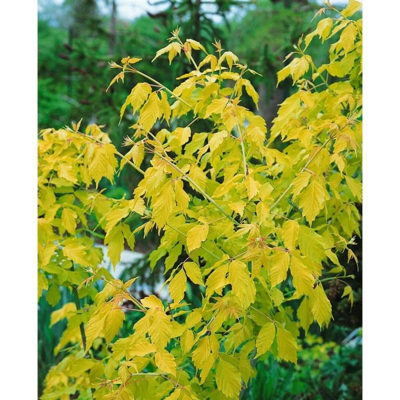 Acer Negundo Kellys Gold Eschen-Ahorn Goldgelb 150–200 cm von Pflanzen für dich