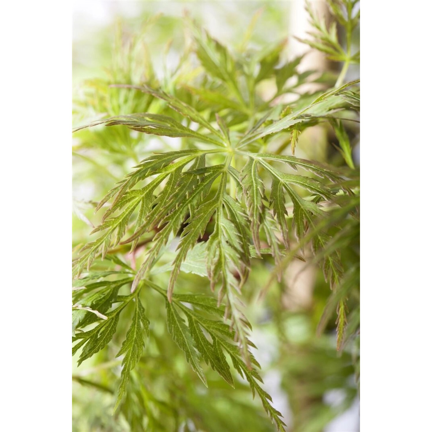 Acer Palmatum Emerald Lace Japanischer Ahorn Grün 60–80 cm Acer Palmatum Emerald Lace Japanischer Ahorn Grün 60–80 cm von Pflanzen für dich