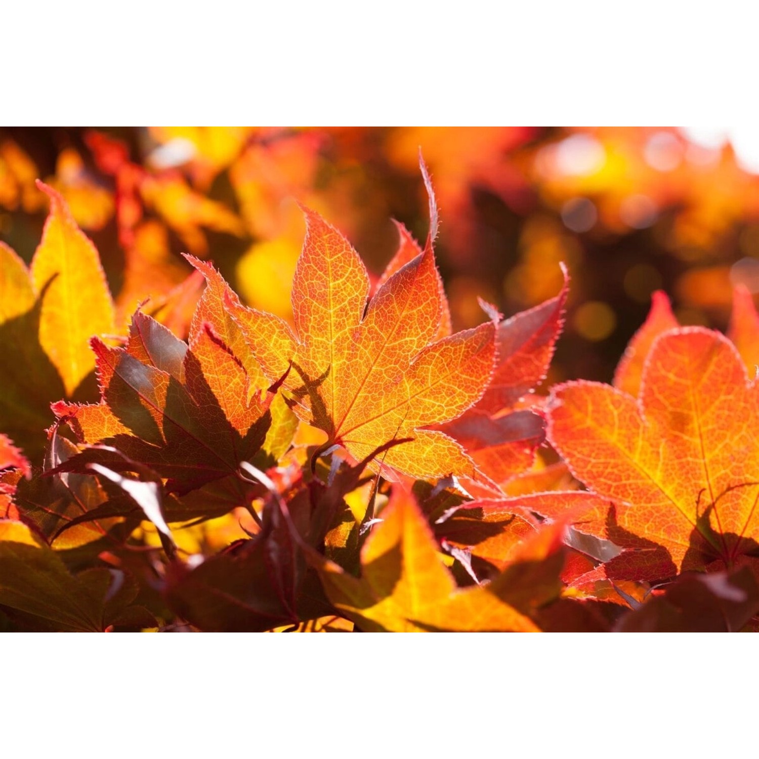 Acer Palmatum Fireglow Japanischer Ahorn Rot 60–80 cm Acer Palmatum Fireglow Japanischer Ahorn Rot 60–80 cm von Pflanzen für dich