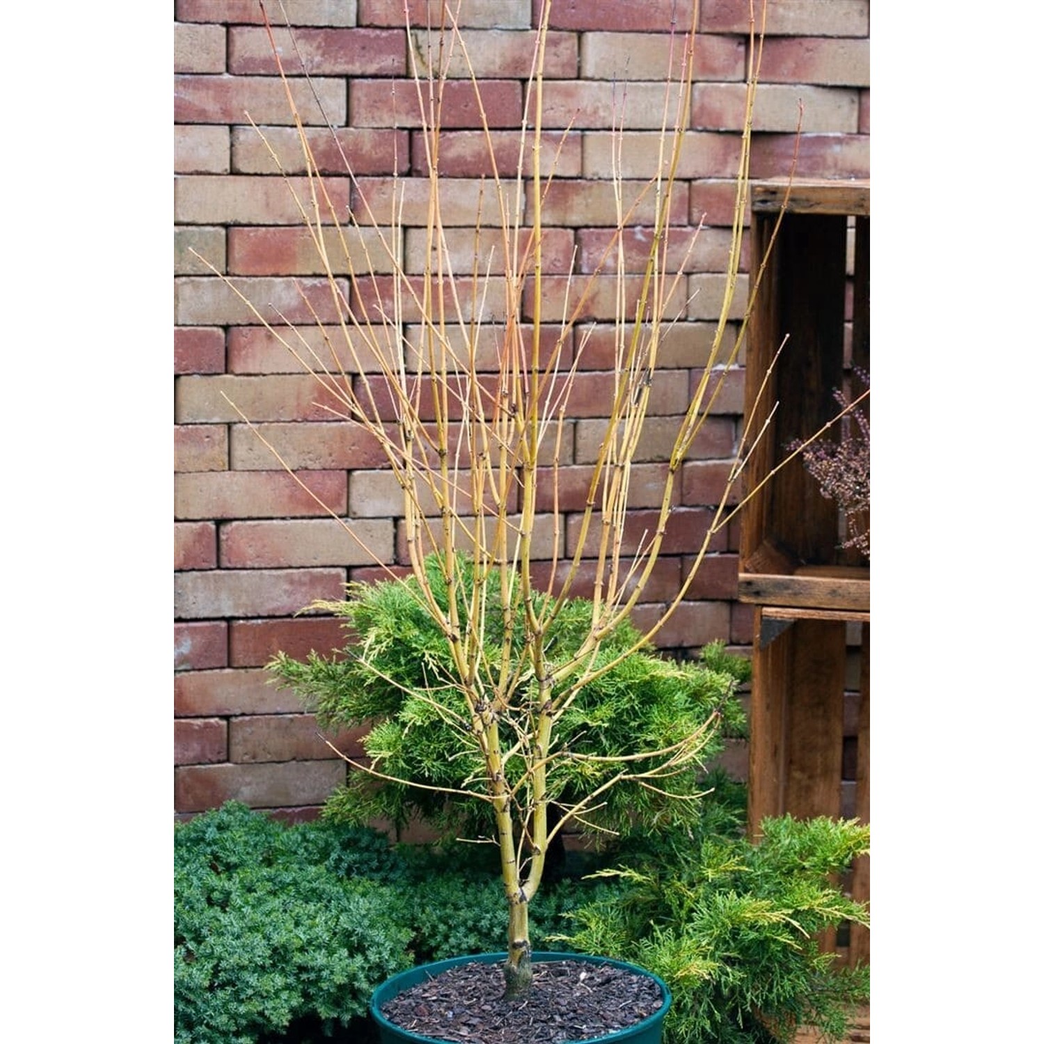 Acer Palmatum Going Green Japanischer Ahorn Grün 60–80 cm Acer Palmatum Going Green Japanischer Ahorn Grün 60–80 cm von Pflanzen für dich
