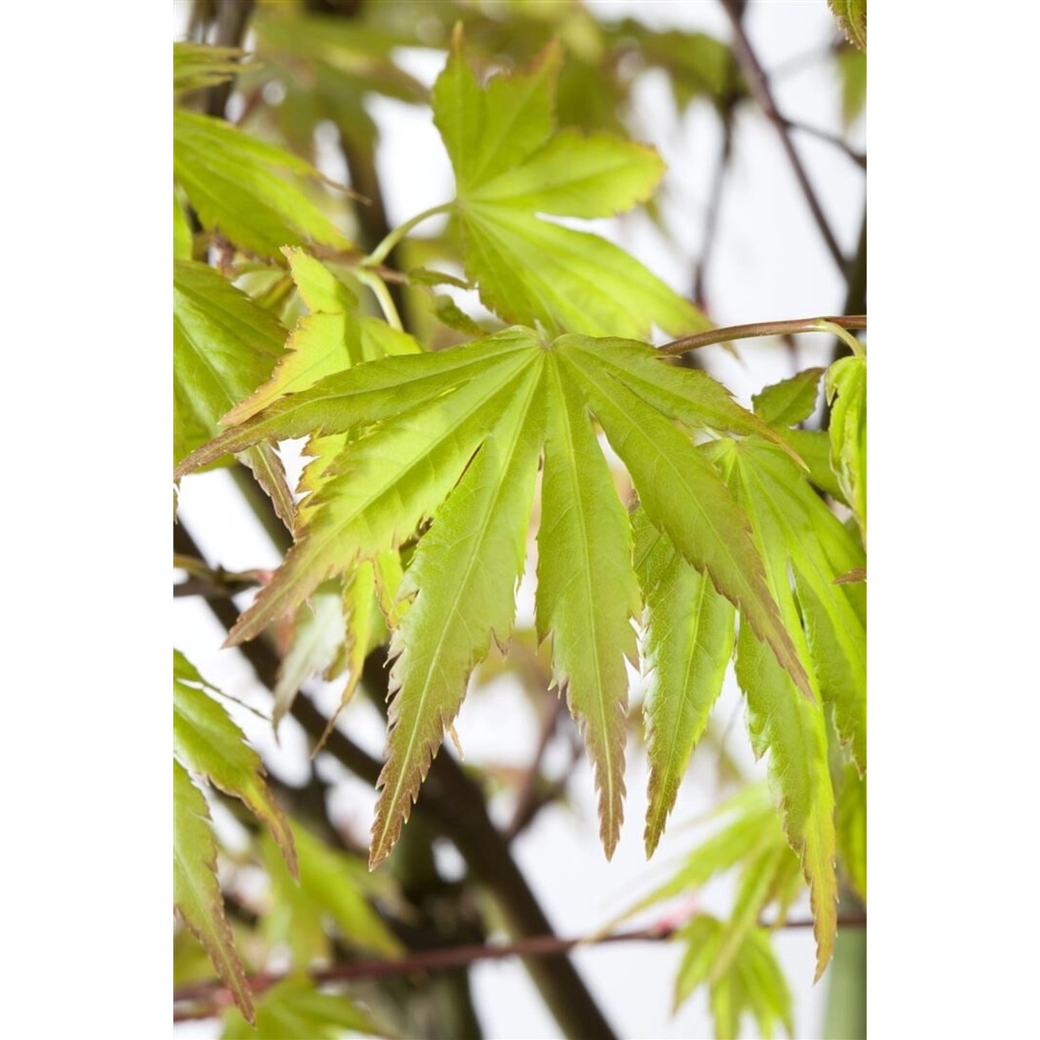 Acer Palmatum Orange Dream Japanischer Ahorn Orange 70–80 cm Acer Palmatum Orange Dream Japanischer Ahorn Orange 70–80 cm von Pflanzen für dich