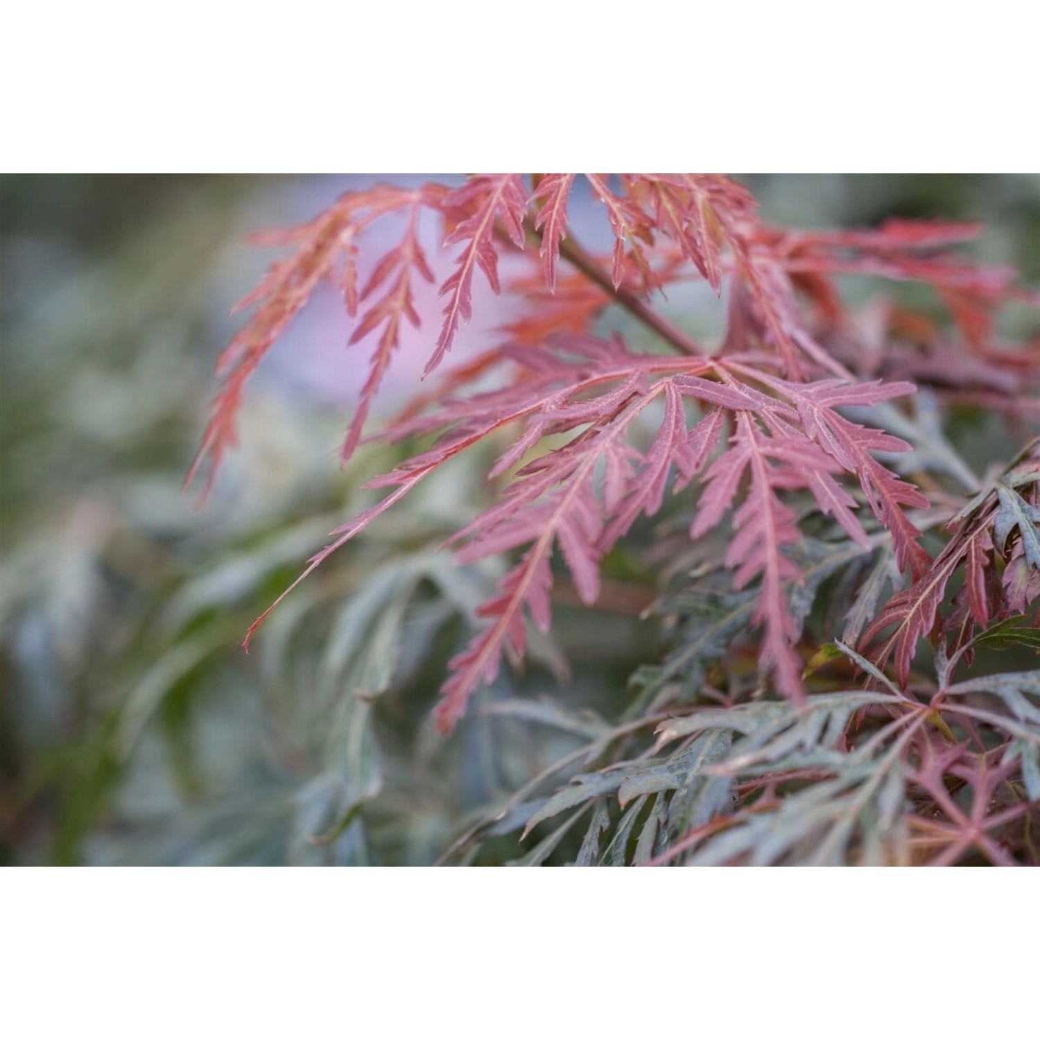 Acer Palmatum Orangeola Japanischer Ahorn Orange-Rot 40–60 cm Acer Palmatum Orangeola Japanischer Ahorn Orange-Rot 40–60 cm von Pflanzen für dich