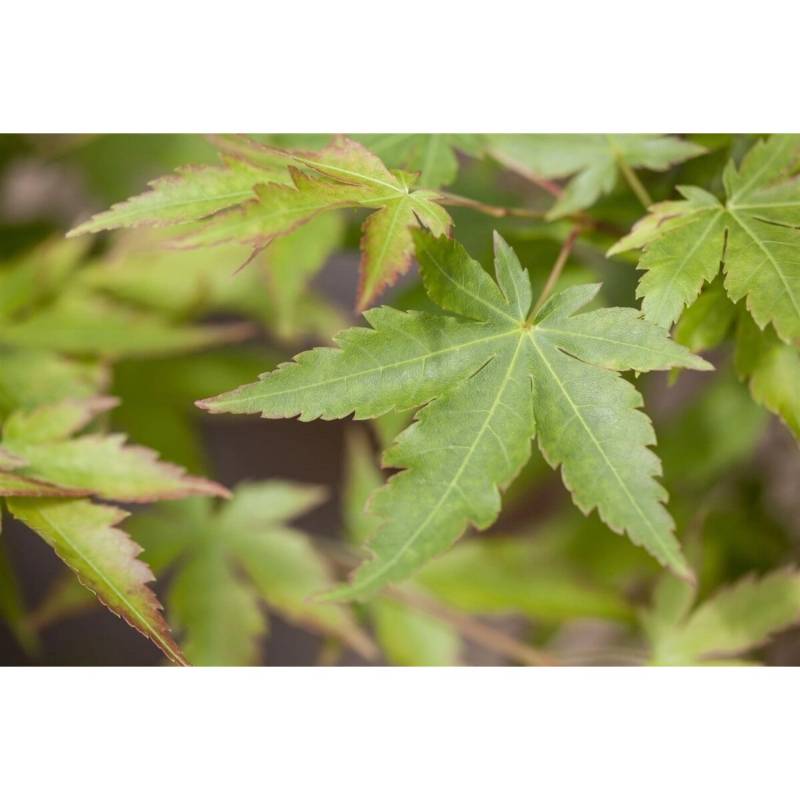 Acer Palmatum Sangokaku Japanischer Ahorn Korallenrote Rinde 125–150 cm von Pflanzen für dich