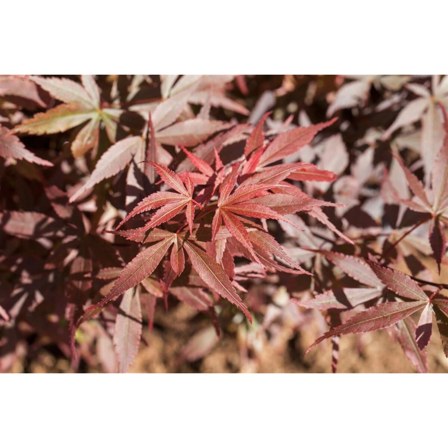 Acer Palmatum Skeeters Broom Japanischer Ahorn 40–60 cm von Pflanzen für dich
