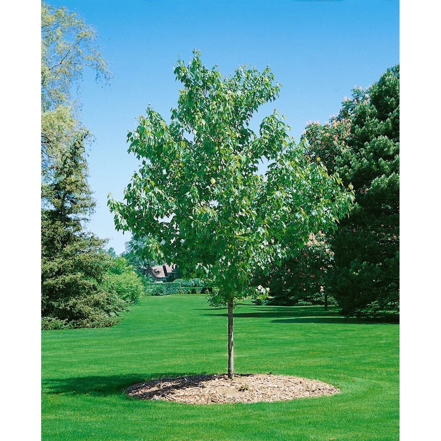 Acer Rubrum Green Pillar Rotahorn Säulenförmig 150 cm Stammhöhe Acer Rubrum Green Pillar Rotahorn Säulenförmig 150 cm Stammhöhe von Pflanzen für dich