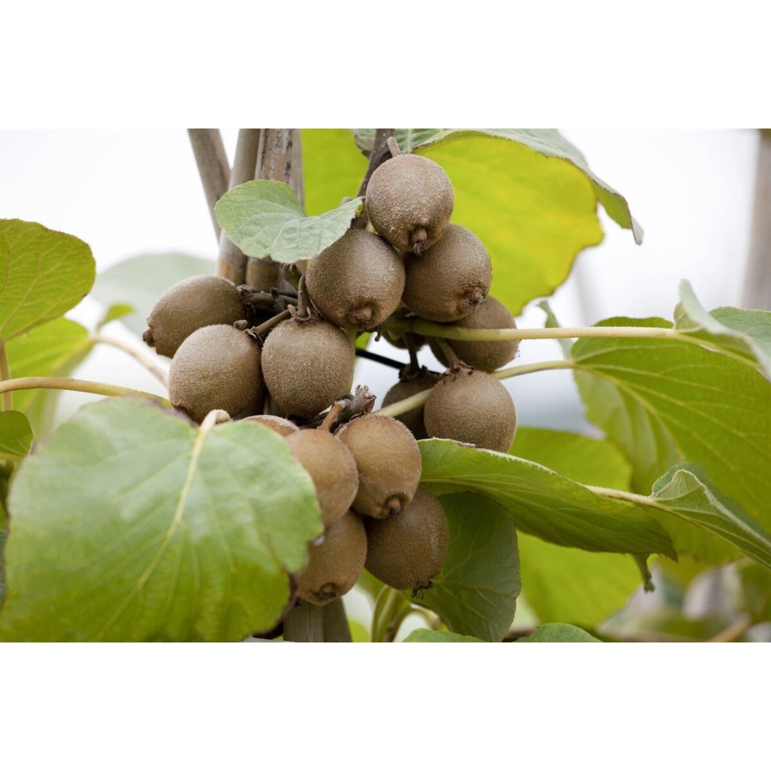 Actinidia Chinensis Jenny Kiwi Selbstfruchtend Ca. 12 cm Topf von Pflanzen für dich