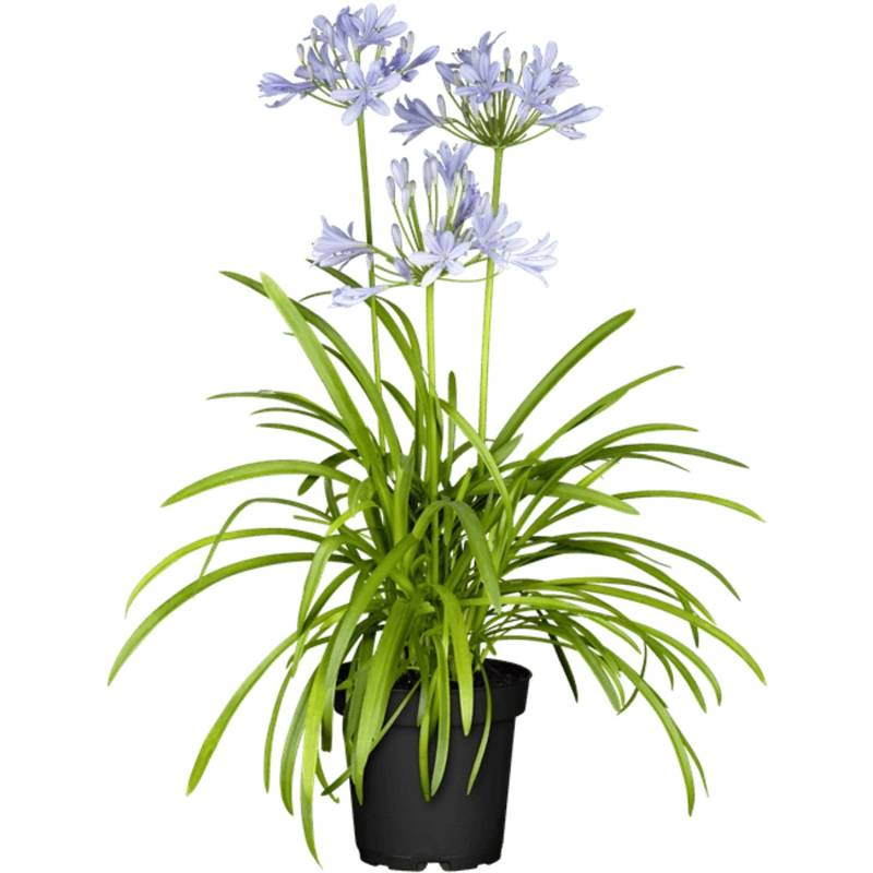 Agapanthus Schmucklilie Northern Star 2-3 Liter Container von Pflanzen für dich