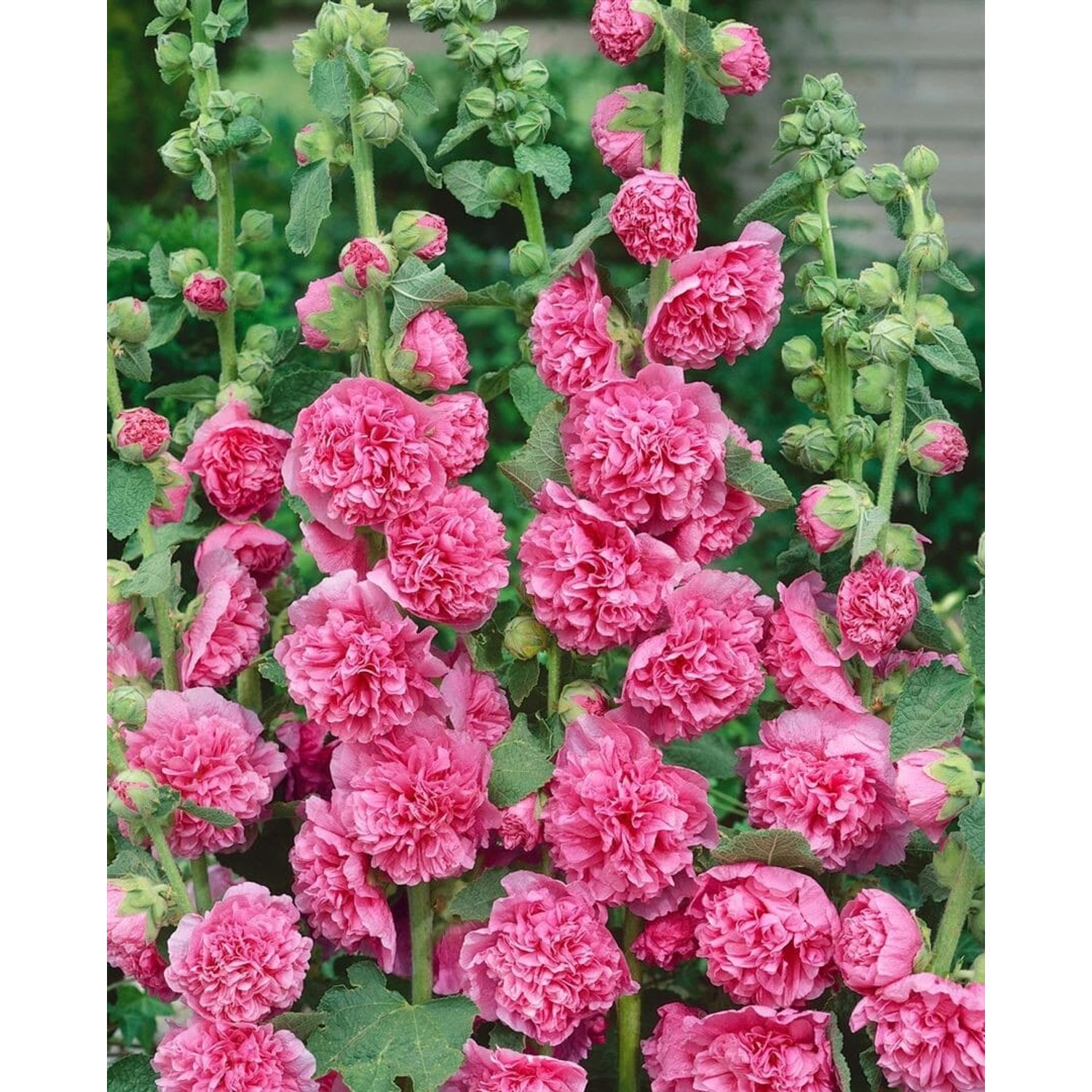 Alcea Rosea Stockrose Rosa Ca 9x9 cm Topf Alcea Rosea Stockrose Rosa Ca 9x9 cm Topf von Pflanzen für dich
