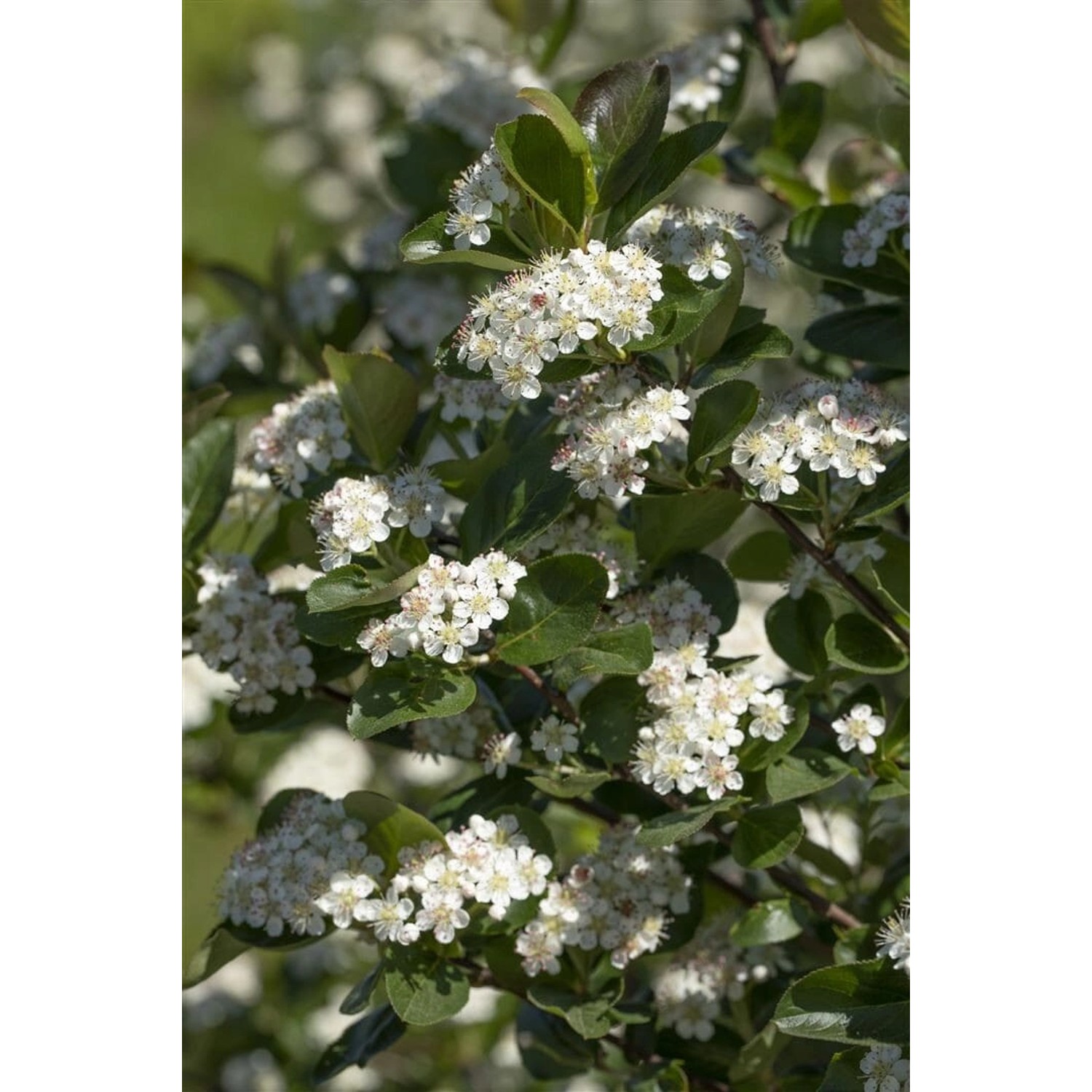 Aronia Prunifolia Viking Apfelbeere Schwarz 80–100 Cm Aronia Prunifolia Viking Apfelbeere Schwarz 80–100 Cm von Pflanzen für dich