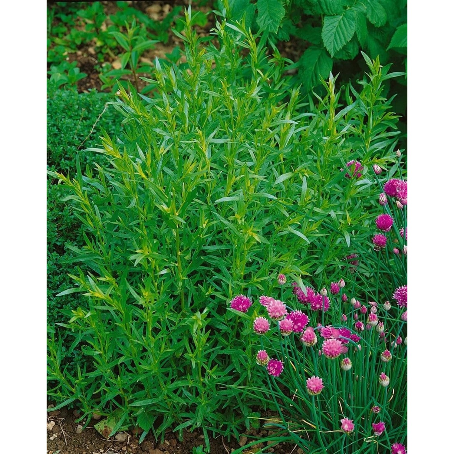 Artemisia Dracunculus French Tarragon Estragon Ca. 9x9 cm Topf von Pflanzen für dich