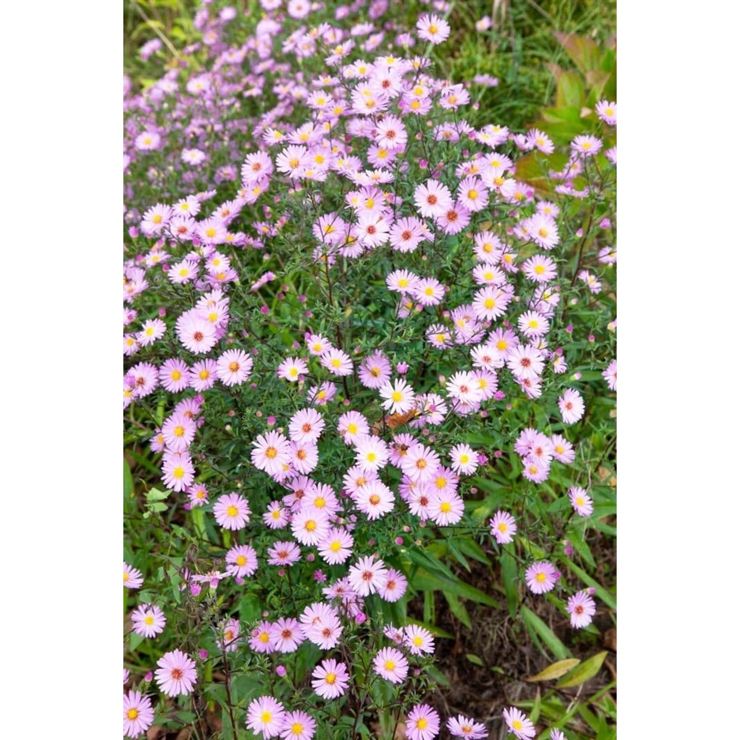 Aster Vimineus Myrtenaster Ca. 11x11 cm Topf Aster Vimineus Myrtenaster Ca. 11x11 cm Topf von Pflanzen für dich