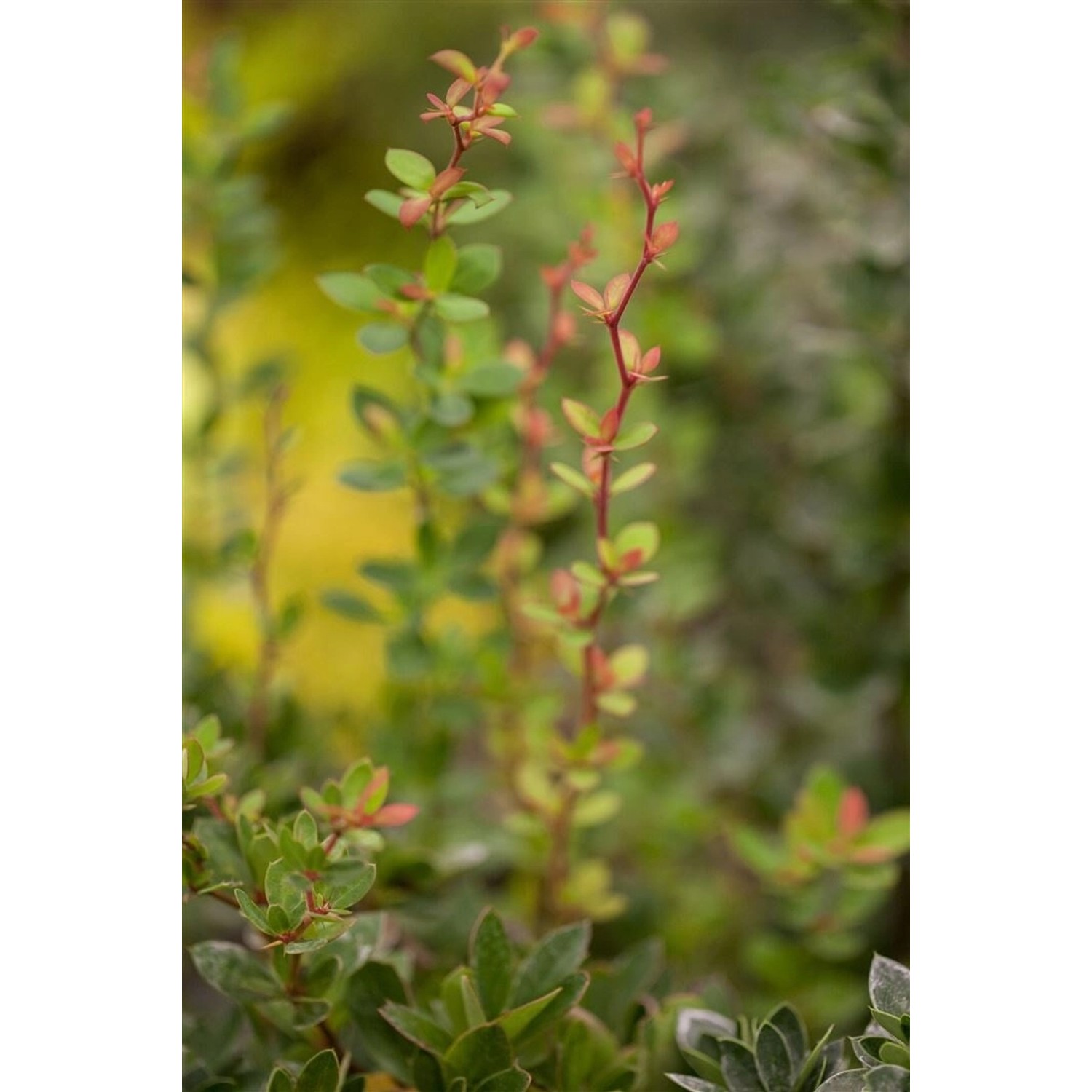 Berberis Buxifolia Nana Zwerg-Berberitze Orange Blüten 20–25 cm von Pflanzen für dich