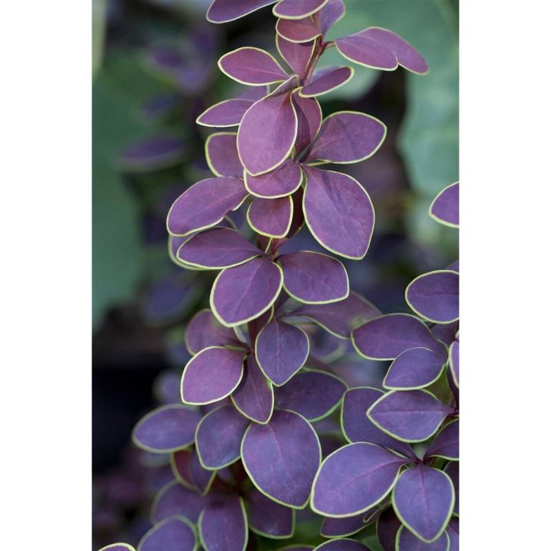 Berberis Thunbergii Golden Ring Berberitze Gelb-Rot 40–60 cm von Pflanzen für dich