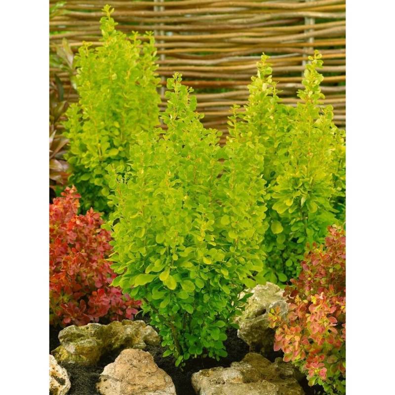 Berberis Thunbergii Golden Rocket Heckenberberitze Gelb 30–40 cm von Pflanzen für dich
