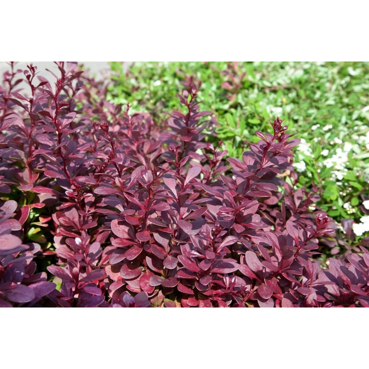 Berberis thunbergii 'Red Chief' 60-80 cm Berberis thunbergii 'Red Chief' 60-80 cm von Pflanzen für dich