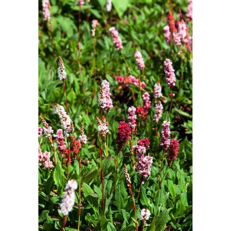Bistorta Affinis Kabouter Teppichknöterich Rosa Blüten Ca. 9x9 cm Topf von Pflanzen für dich