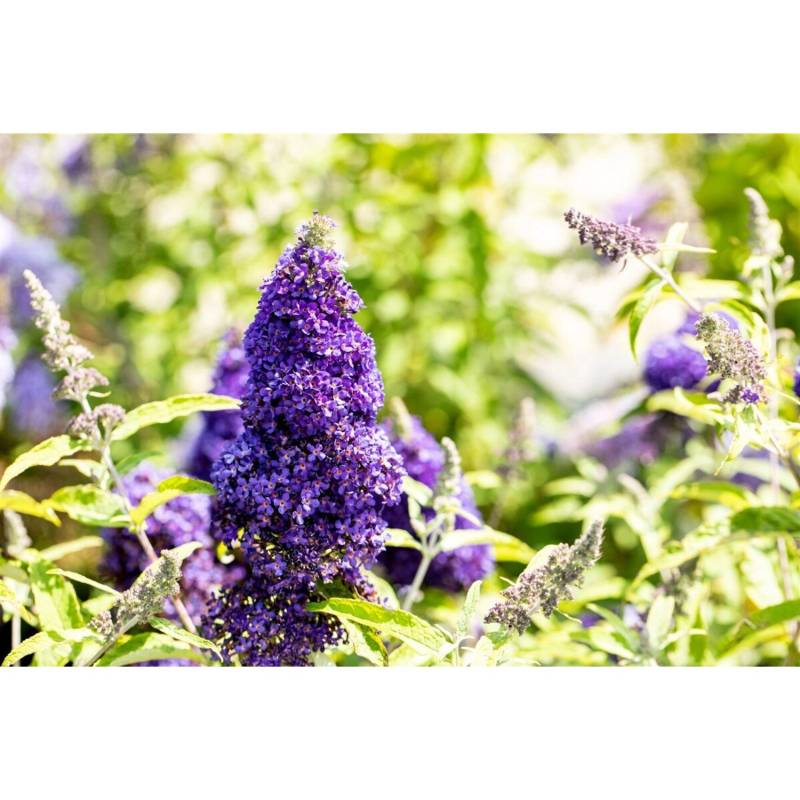 Buddleja Davidii Schmetterlingsstrauch Adonis Blue 40-60 cm von Pflanzen für dich