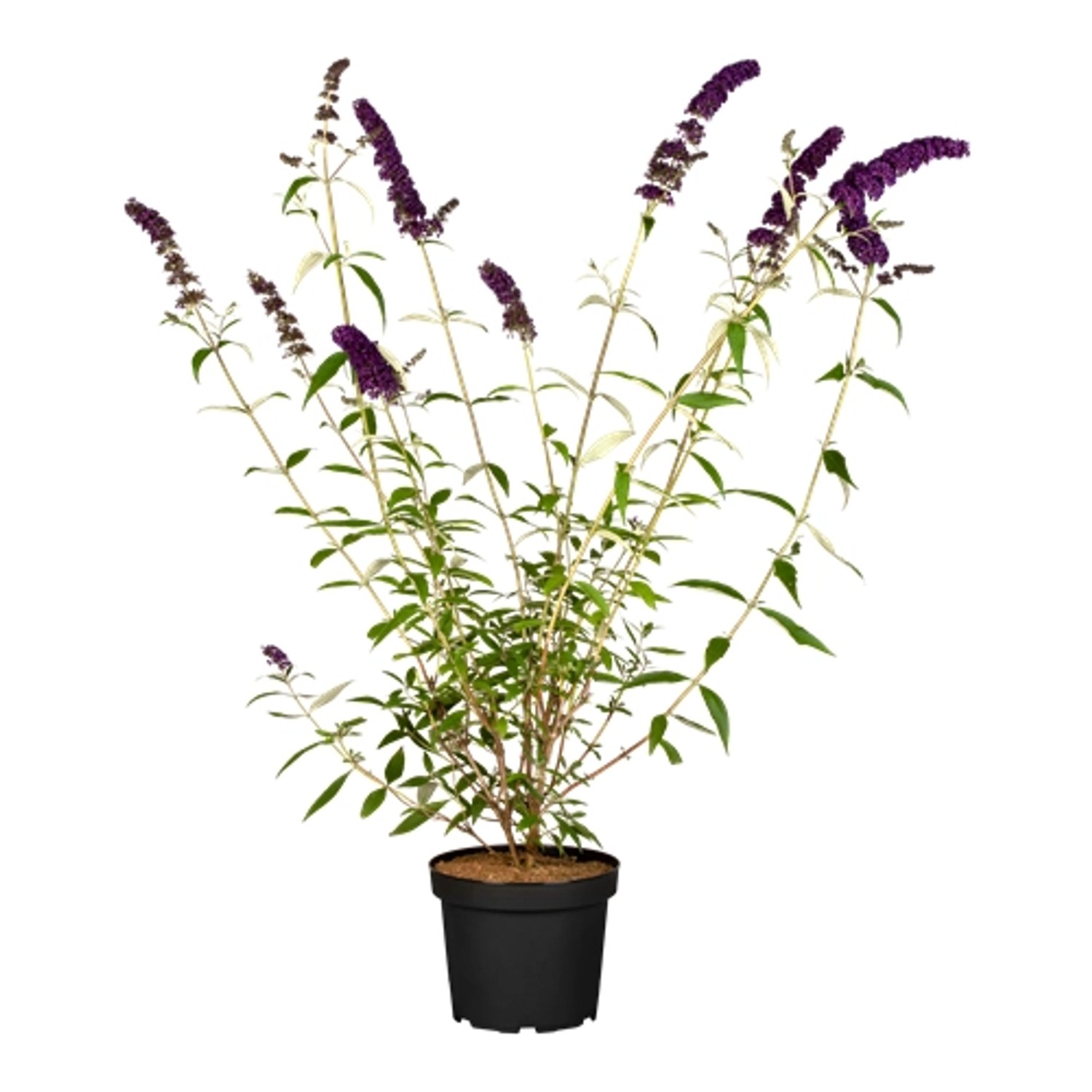 Buddleja Davidii Schmetterlingsstrauch Black Knight 40-60 cm von Pflanzen für dich