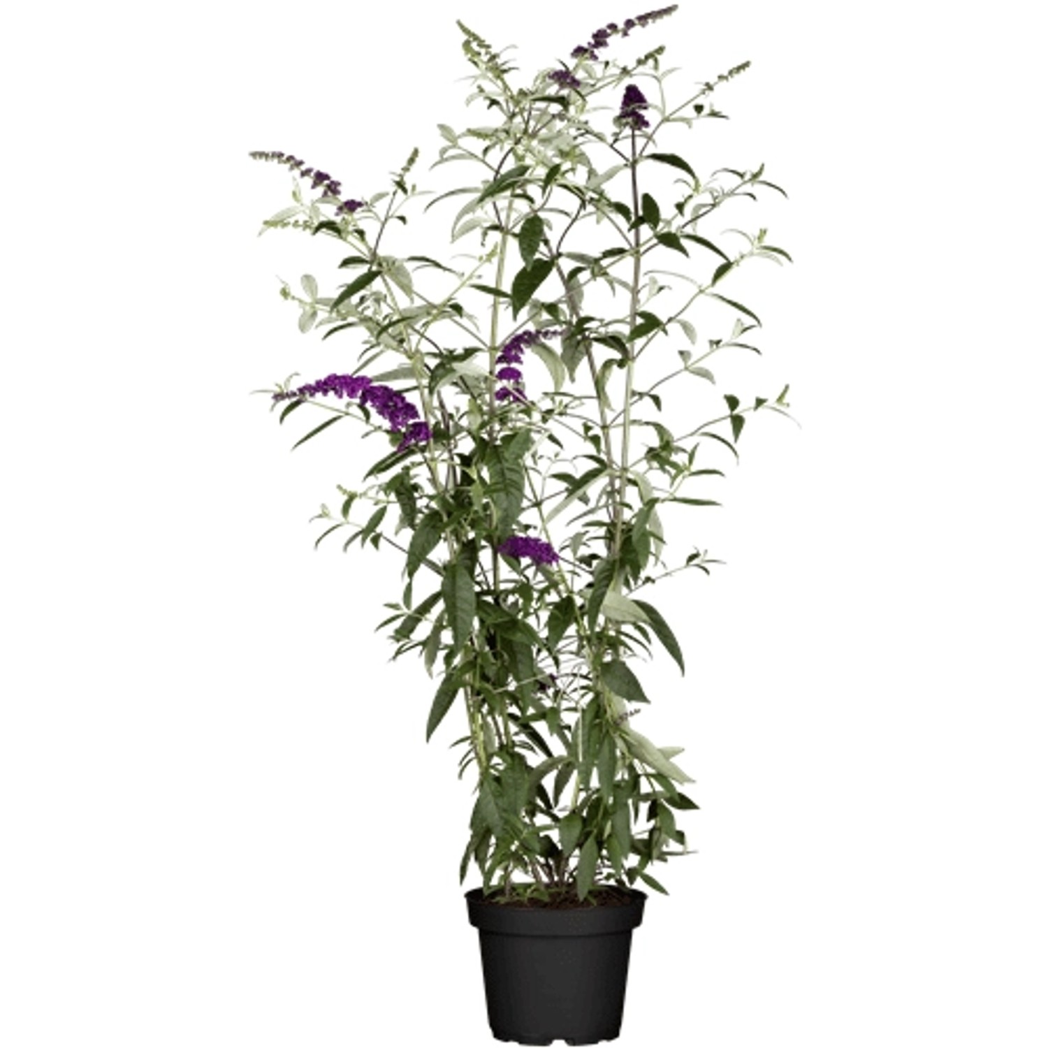 Buddleja Davidii Schmetterlingsstrauch Black Knight 80-100 cm von Pflanzen für dich