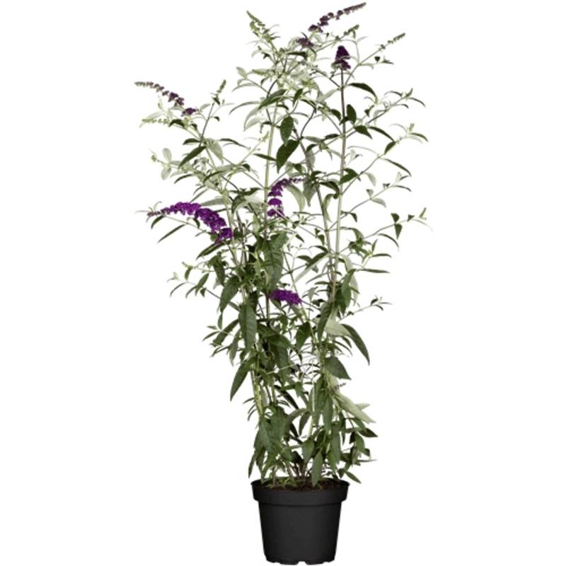 Buddleja Davidii Schmetterlingsstrauch Black Knight 80-100 cm von Pflanzen für dich