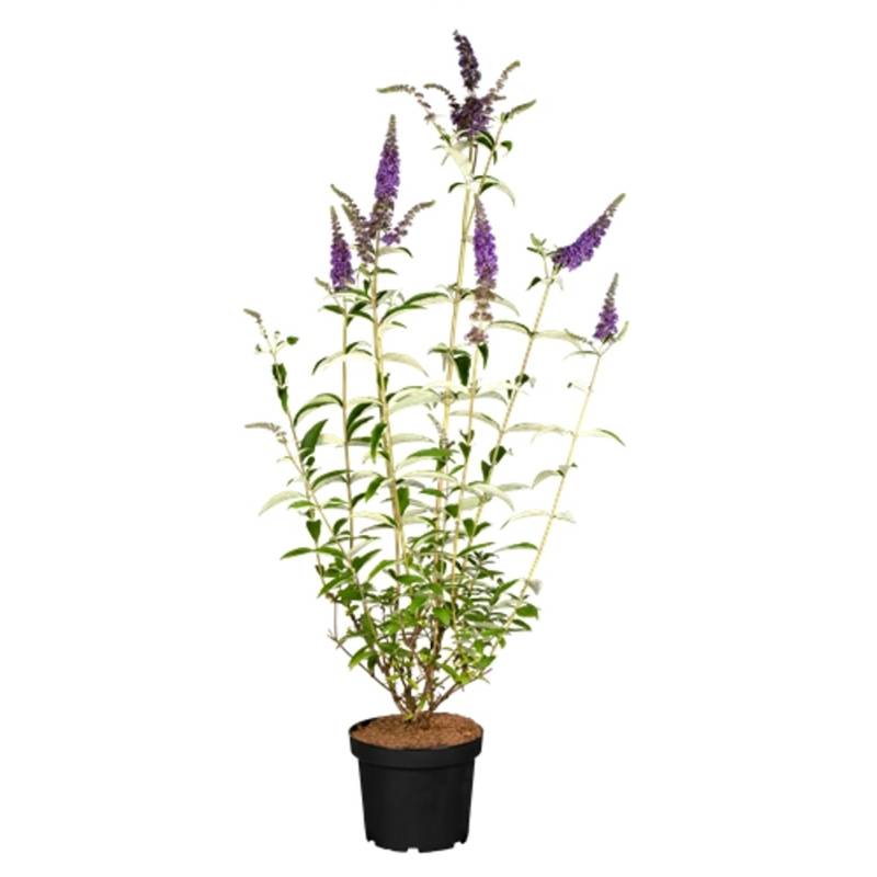 Buddleja Davidii Schmetterlingsstrauch Empire Blue 40-60 cm von Pflanzen für dich