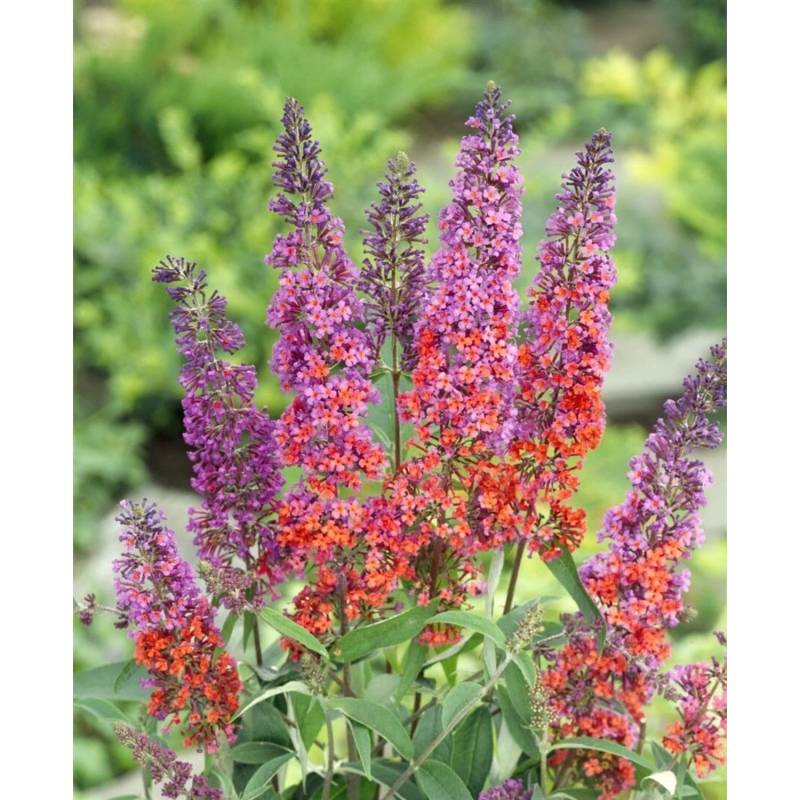 Buddleja Davidii Schmetterlingsstrauch Flower Power R 40-60 cm von Pflanzen für dich