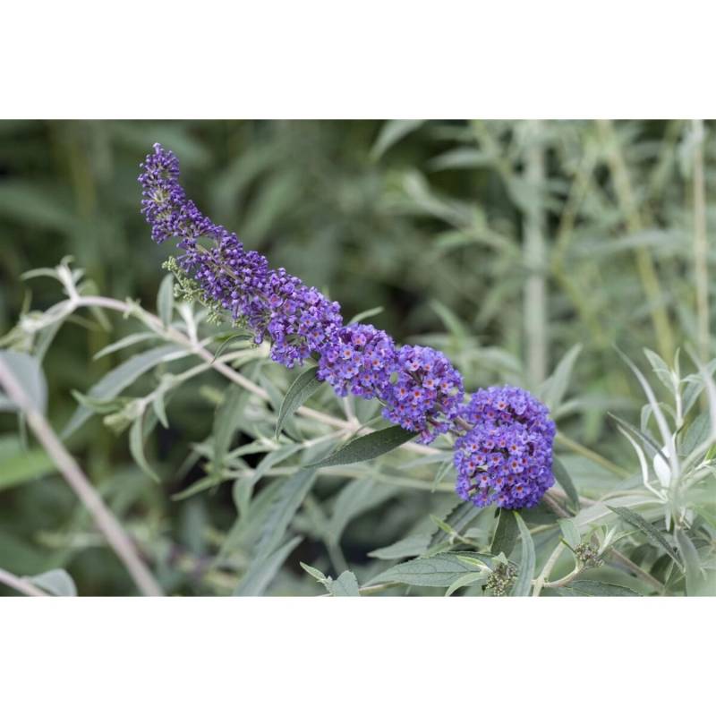 Buddleja Davidii Schmetterlingsstrauch Nanho Blue 60-100 cm von Pflanzen für dich