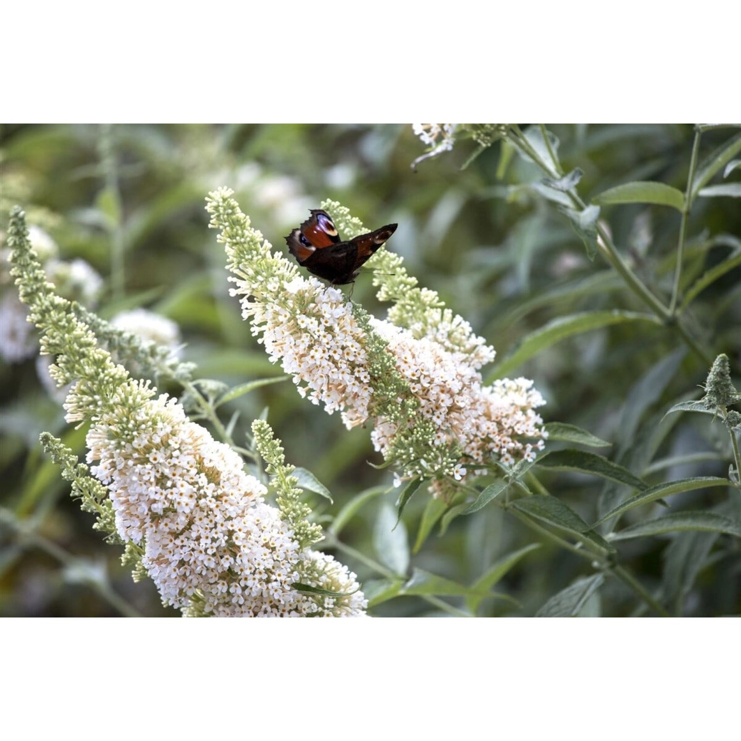 Buddleja Davidii Schmetterlingsstrauch Nanho White 40-60 cm von Pflanzen für dich