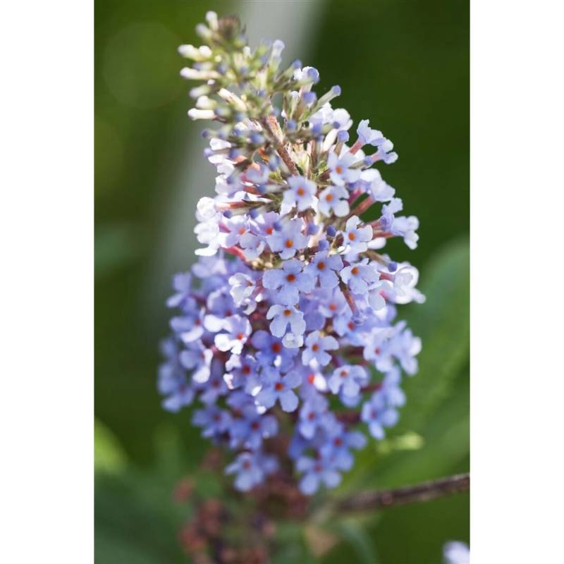 Buddleja Davidii Schmetterlingsstrauch Sky Blue 40-60 cm von Pflanzen für dich