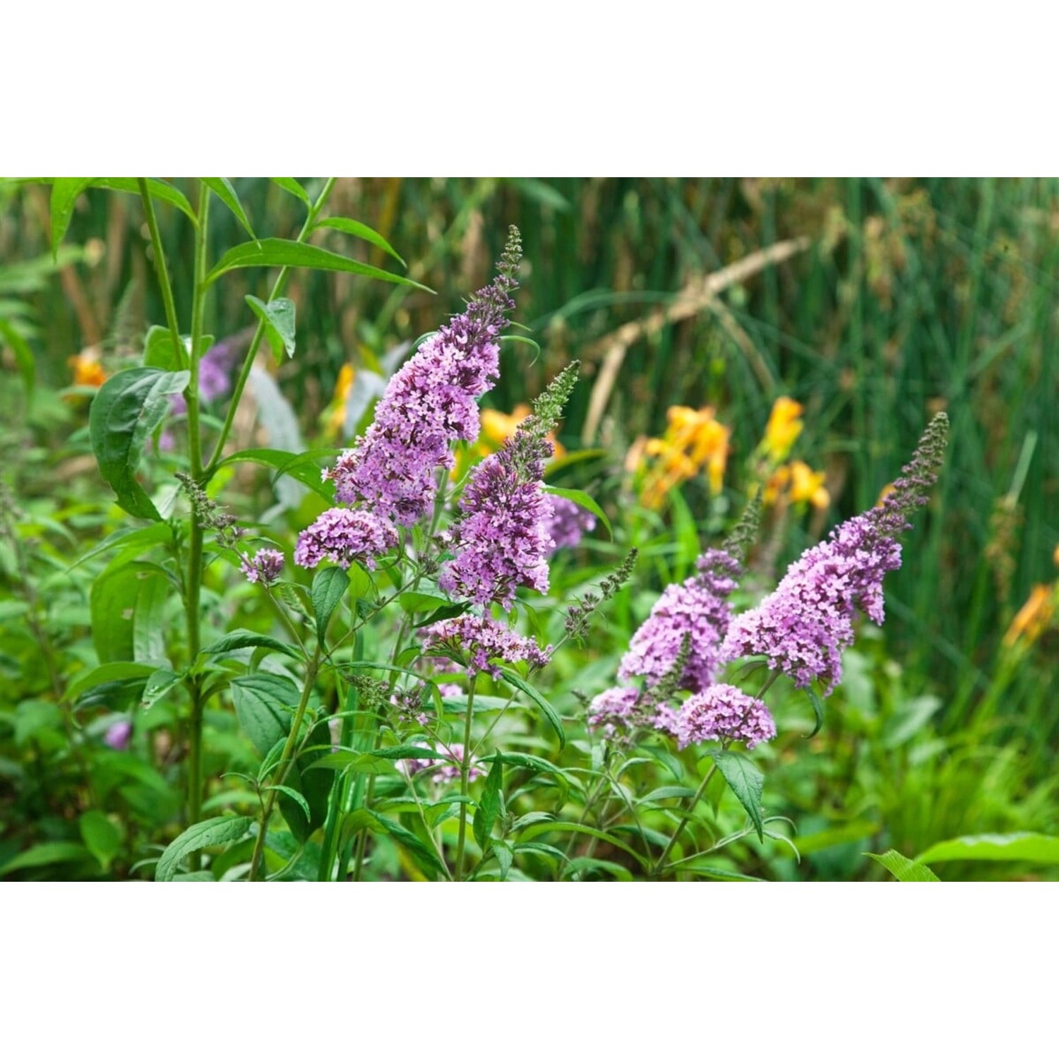 Buddleja Schmetterlingsstrauch Peacock 40-60 cm Buddleja Schmetterlingsstrauch Peacock 40-60 cm von Pflanzen für dich