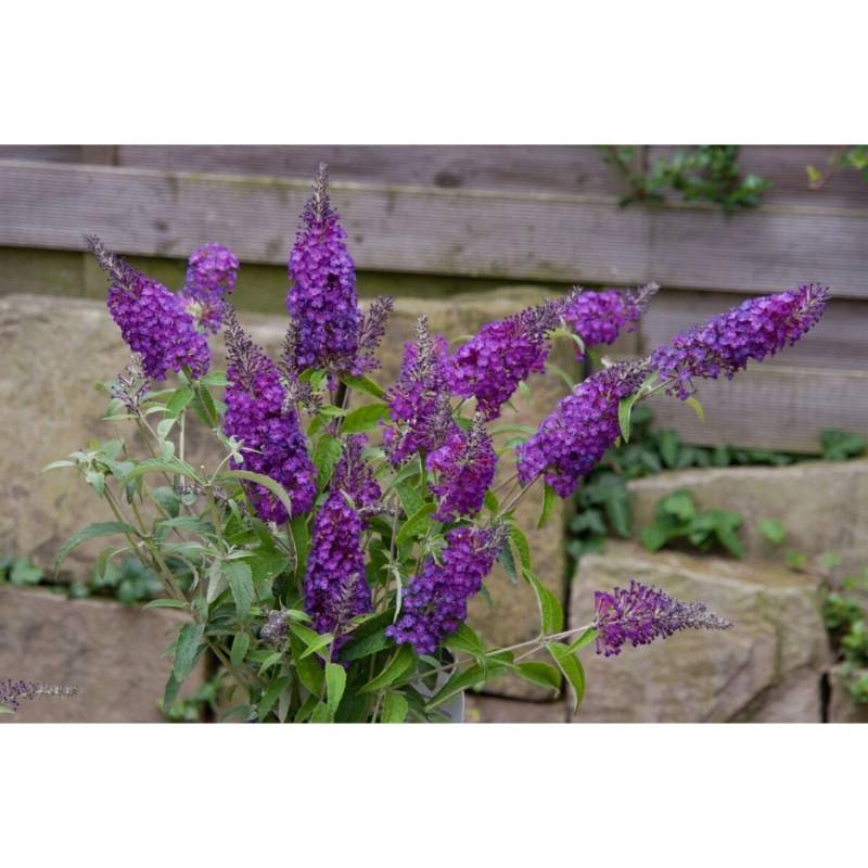 Buddleja Schmetterlingsstrauch Purple Chip S 30-40 cm von Pflanzen für dich