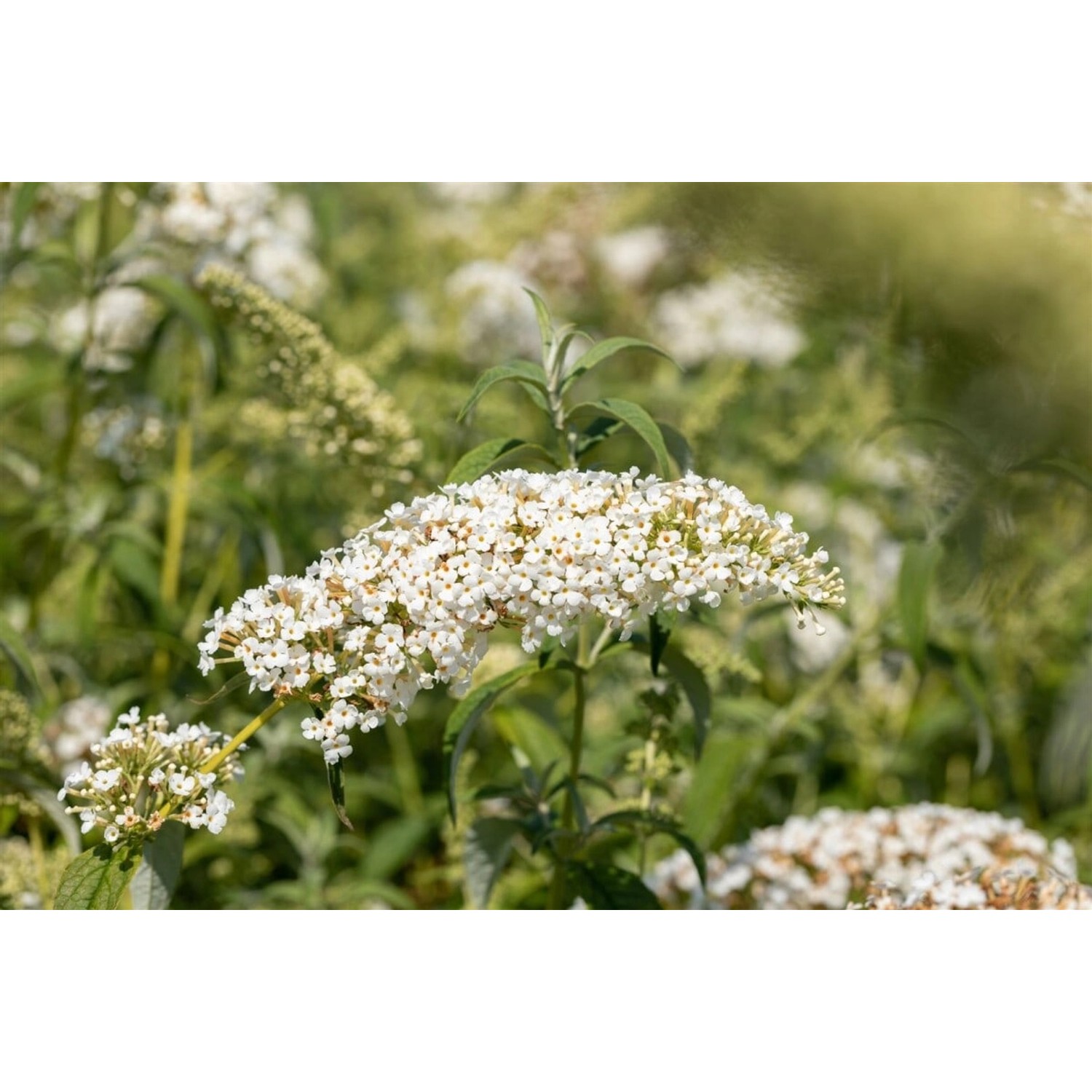 Buddleja Schmetterlingsstrauch White Chip 80-100 cm Buddleja Schmetterlingsstrauch White Chip 80-100 cm von Pflanzen für dich
