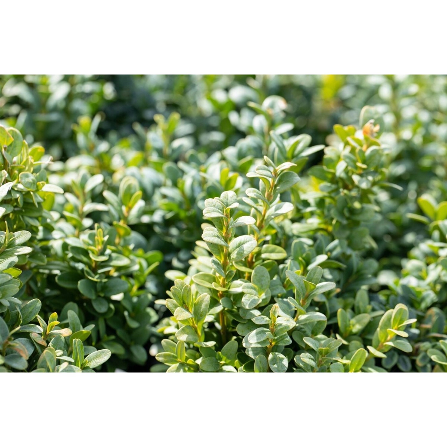 Buxus sempervirens 'Bullata' Halbkugel 130-140 cm Buxus sempervirens 'Bullata' Halbkugel 130-140 cm von Pflanzen für dich