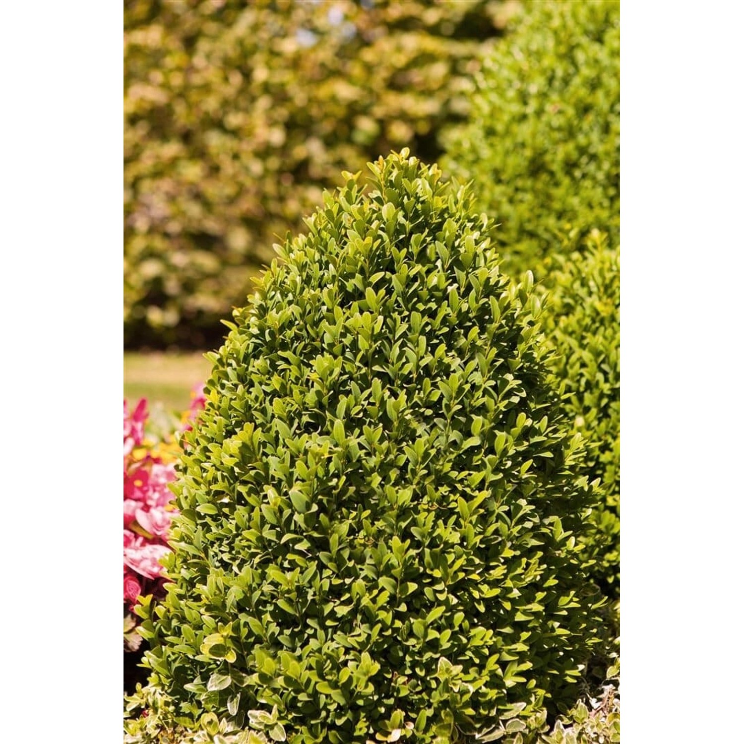 Buxus sempervirens arborescens Pyramide 140-150 cm Buxus sempervirens arborescens Pyramide 140-150 cm von Pflanzen für dich