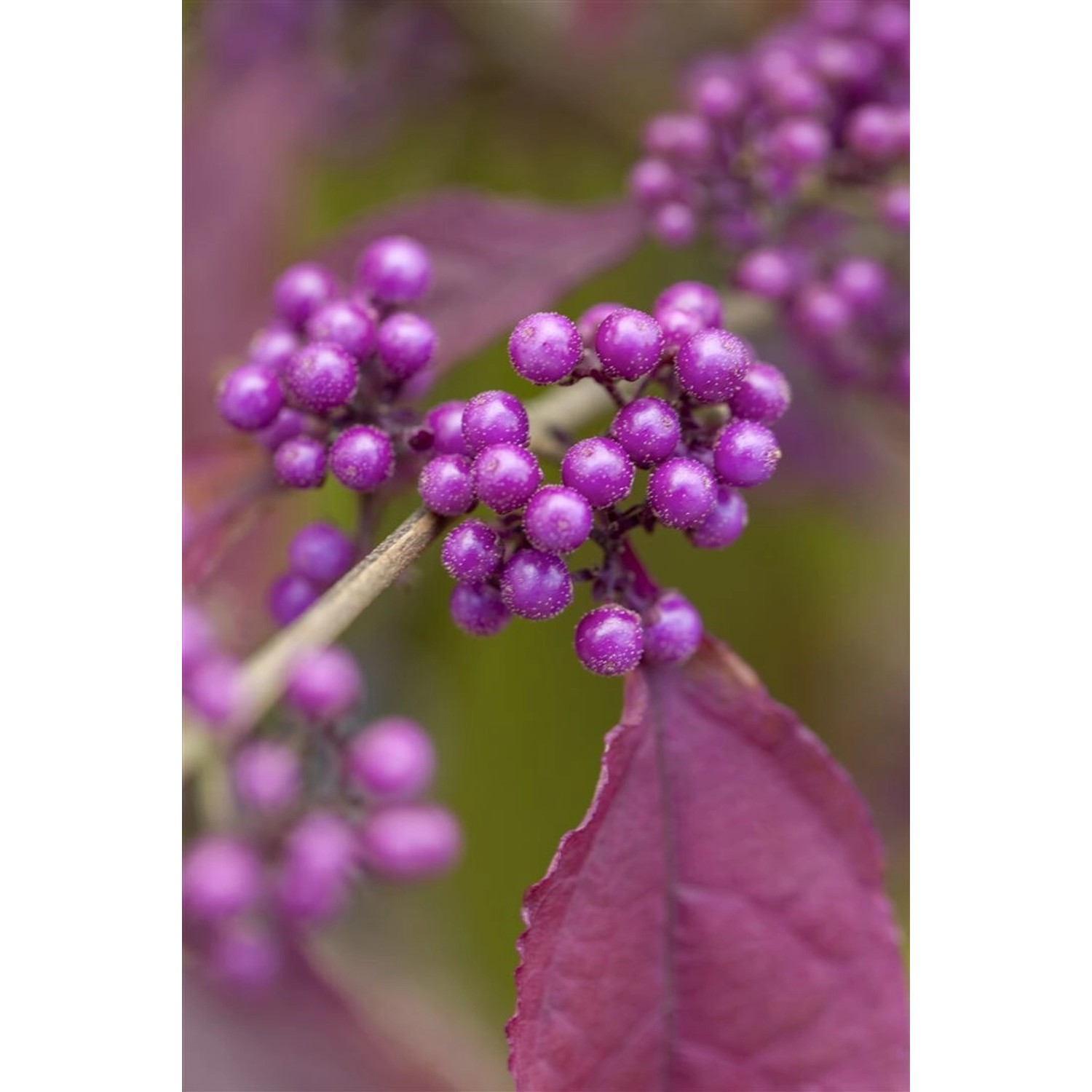 Callicarpa Bodinieri Giraldii Schönfrucht Lila Beeren 100–125 cm von Pflanzen für dich