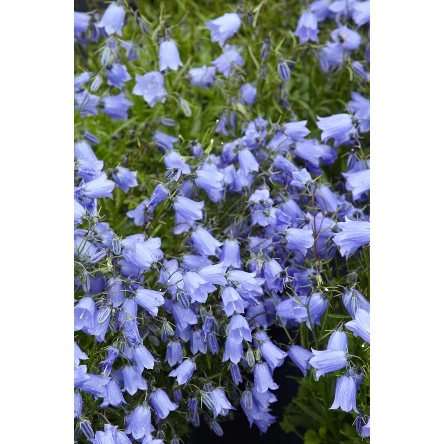 Campanula Cochleariifolia Bavaria Blue Zwerg Glockenblume Ca. 9x9 cm Topf von Pflanzen für dich