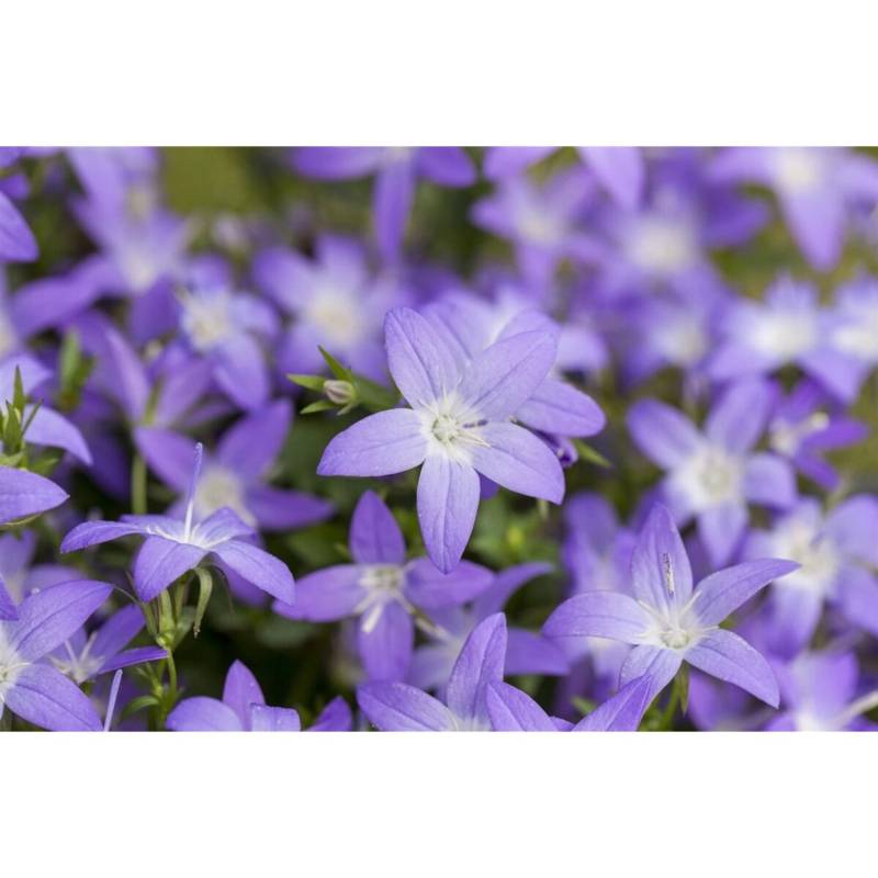 Campanula Garganica Glockenblume Blau Ca. 9x9 cm Topf von Pflanzen für dich