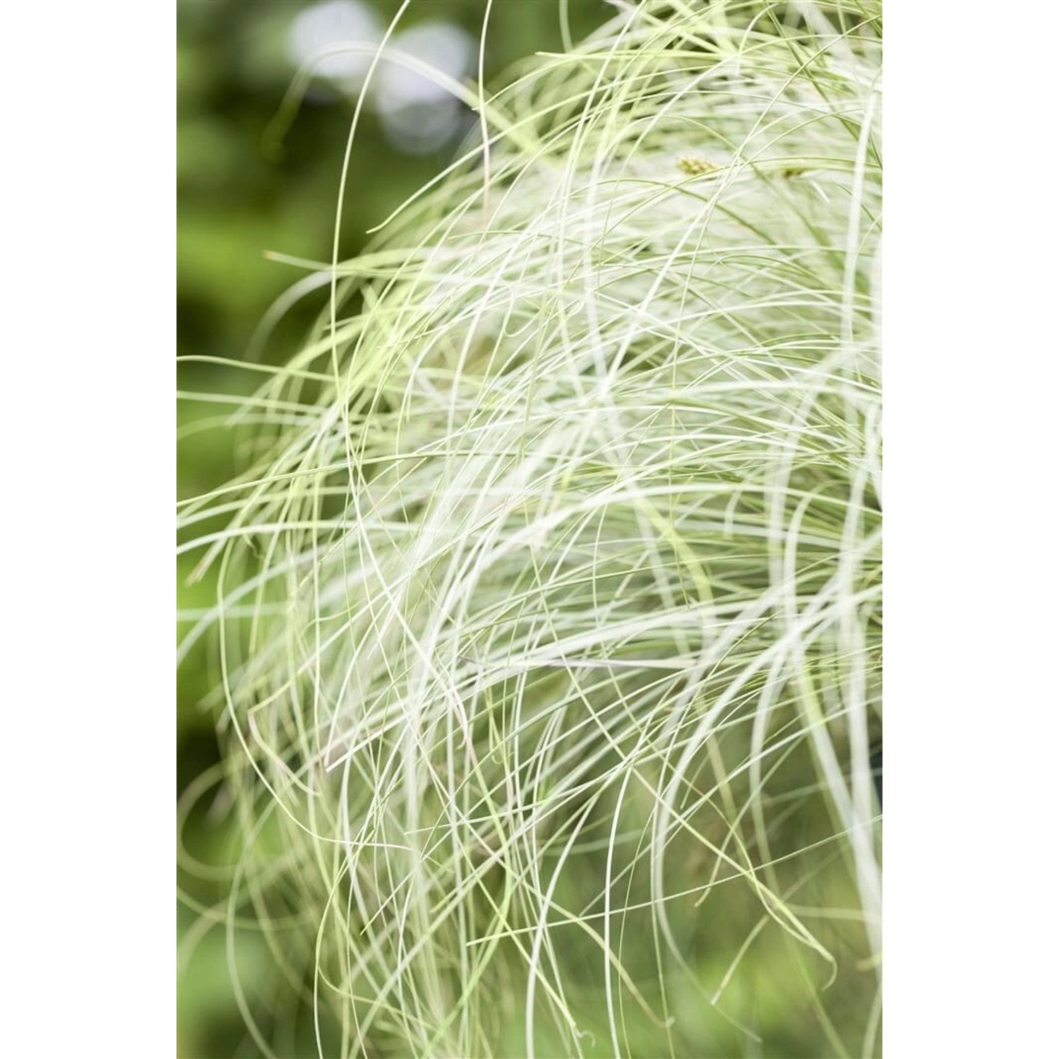 Carex Comans Mint Curls Ziergras Grün 2 Liter Container Carex Comans Mint Curls Ziergras Grün 2 Liter Container von Pflanzen für dich