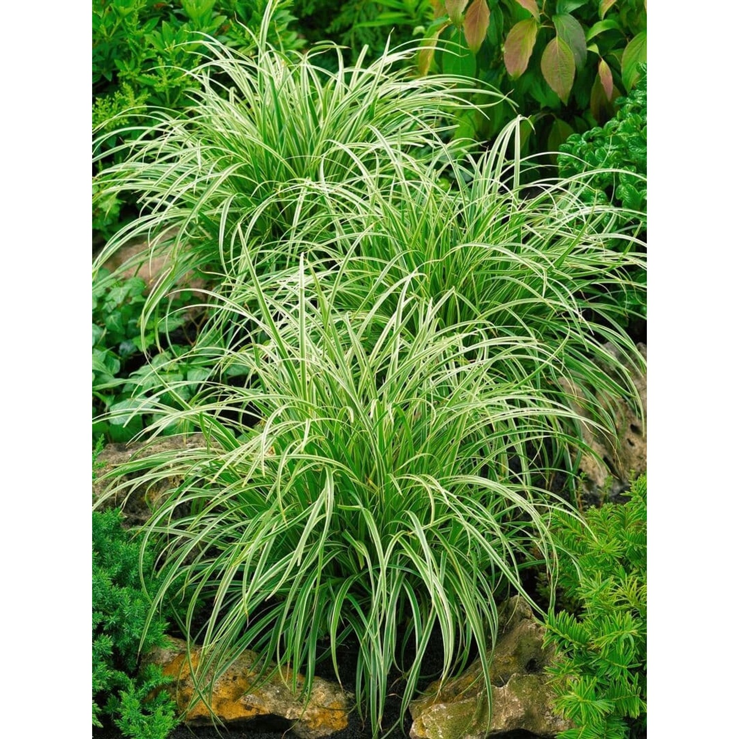 Carex Morrowii Silver Sceptre Japan-Segge Grün-Weiß 2 Liter Container von Pflanzen für dich
