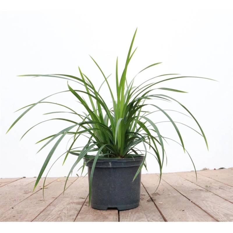 Carex Morrowii Ssp. Foliosiss. Irish Green Ca. 9x9 cm Topf von Pflanzen für dich