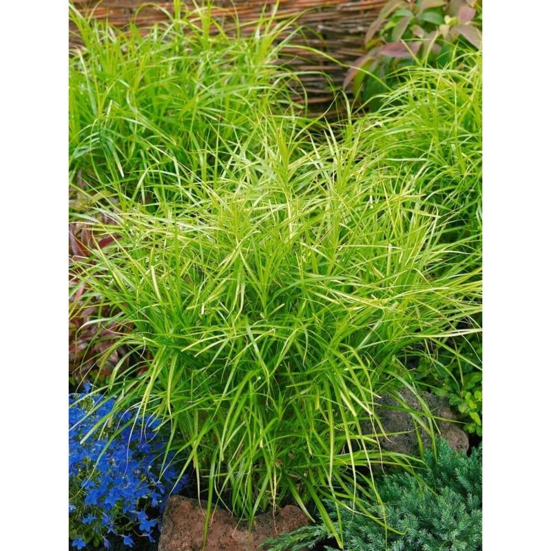 Carex Muskingumensis Silberstreif Segge Grün-Weiß Ca. 9x9 cm Topf von Pflanzen für dich