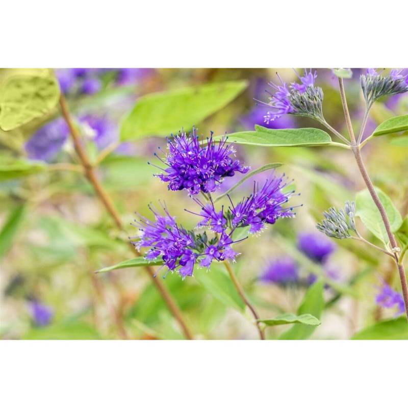Caryopteris Clandonensis Bartblume Heavenly Blue 30-40 cm von Pflanzen für dich